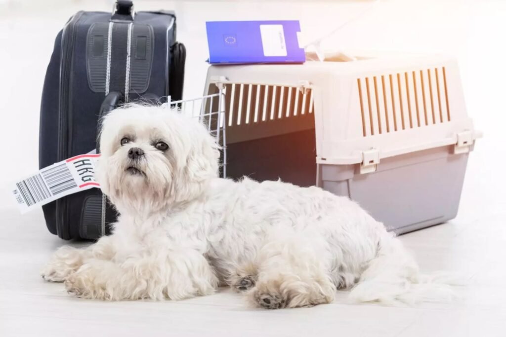 Voyager avec son chien en avion